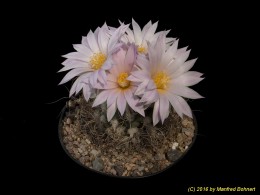 Turbinicarpus pseudomacrochele 1603